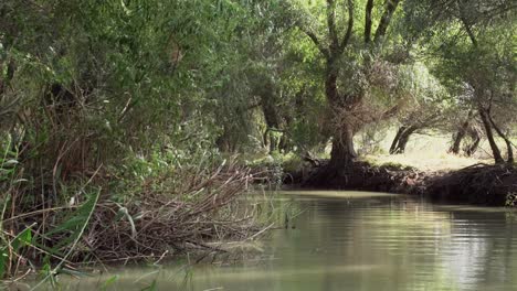 Aguas-Verdes-Y-Tranquilas-Del-Delta-Del-Danubio,-Rodeadas-De-Exuberante-Vegetación,-Paisaje-Natural-Del-Bosque---Antena-Baja