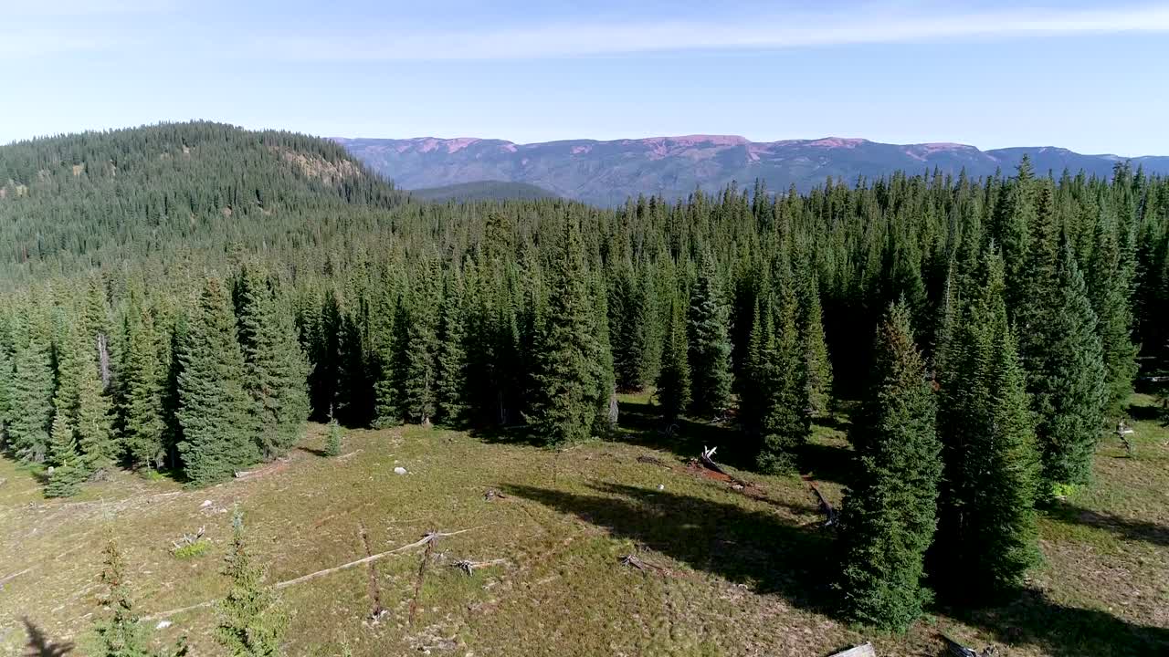 콜로라도의 울창한 소나무 숲에 접근하는 드론 샷