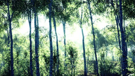 birch-forest-in-sunlight-in-the-morning