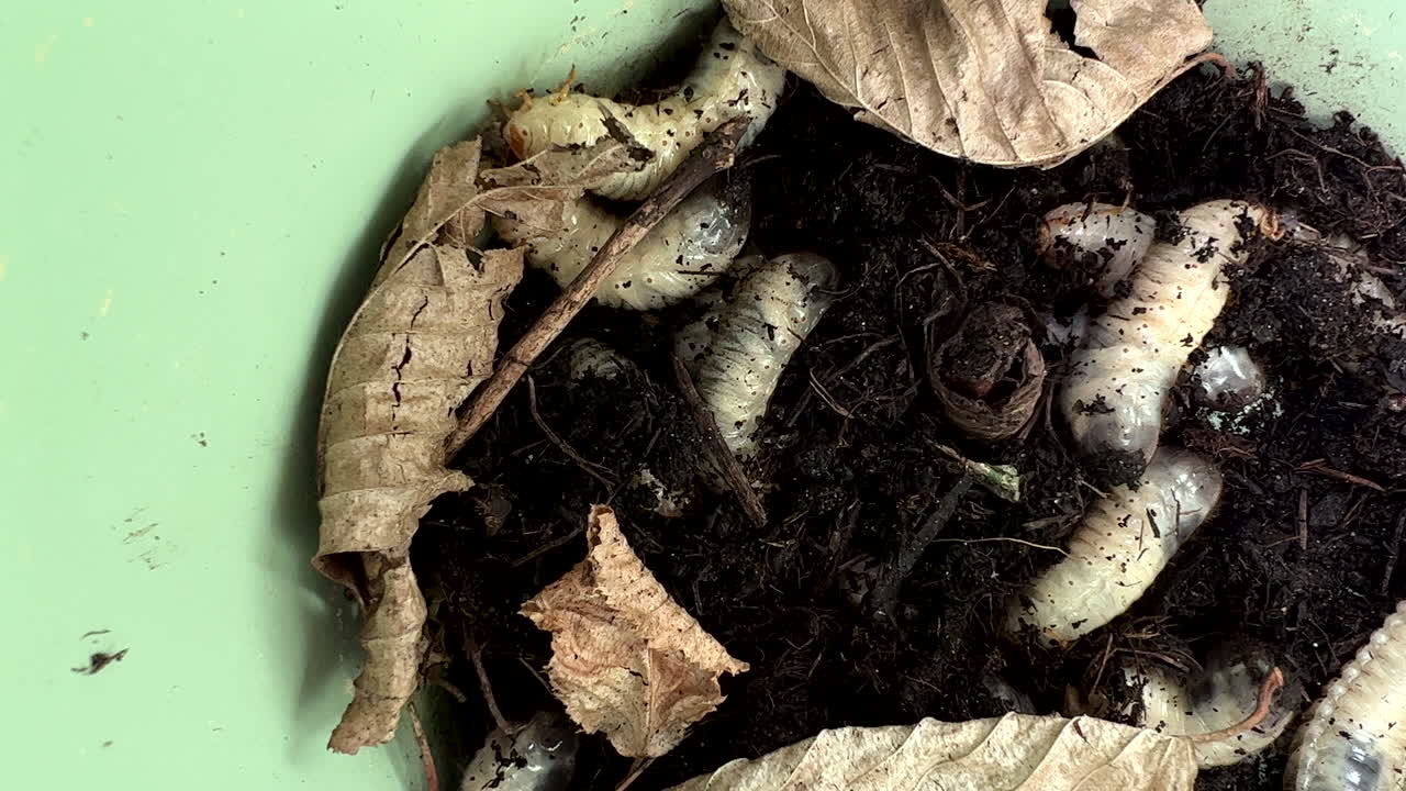 mirando en un balde verde lleno de larvas del abejorro común