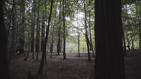 Pesadilla-Obsesionado-Escalofriante-Secuoia-Asturias-Bosque-España-Revelar