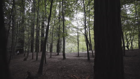 pesadilla obsesionado escalofriante secuoia asturias bosque españa revelar