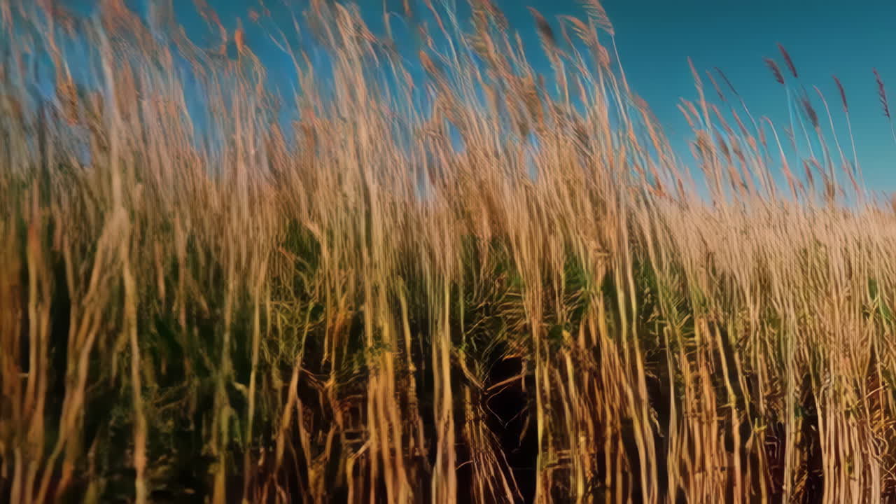 바람에 쓸린 풀