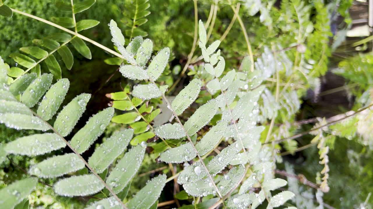 Vertical capture of a fern species, wet with dew glistening in the sunlight.
