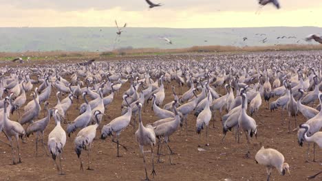 common crane (grus grus). feeding project in the hula valley israel. 30,000 cranes wintering in israel, flying among fields and water ponds.