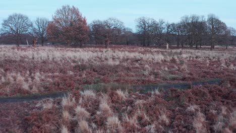 Toma-Rápida-Y-Baja-De-Drones-De-Richmond-Park-En-Otoño