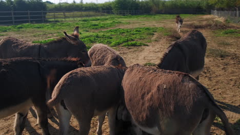 Nahaufnahme-Der-Umlaufbahn-Einer-Eselfamilie,-Die-Bei-Schönem-Sonnenlicht-Frische-Lebensmittel-Auf-Einer-Farm-Im-Freien-Isst