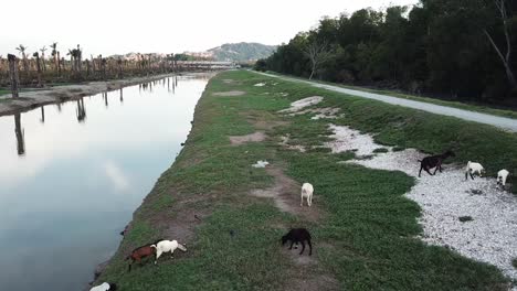 goats rest at river bank at malaysia.