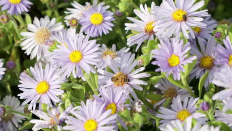 honey bee gathering nectar and pollen from a pink aster or san bernardino aster flower