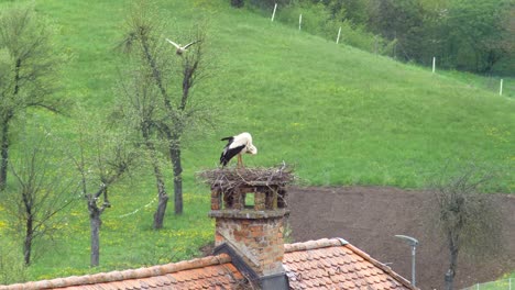 Female-stork-cleaning-its-feathers-and-male-stork-flying-with-moss-in-its-beak-toward-nest-on-chimney