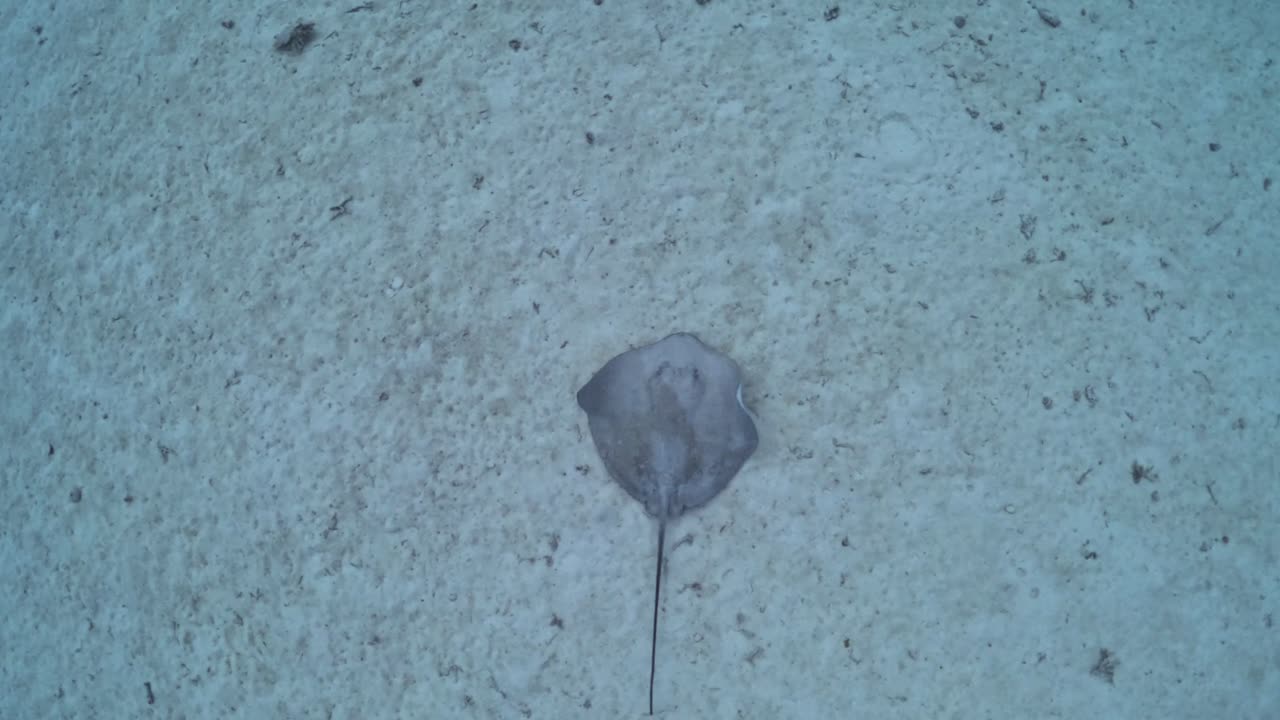 Stingray Swimming On Sandy Sea Bottom In Bora Bora. overhead tracking shot