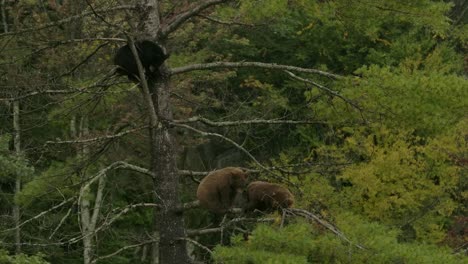 cinnamon bear cubs playfully fighting high up in pine tree