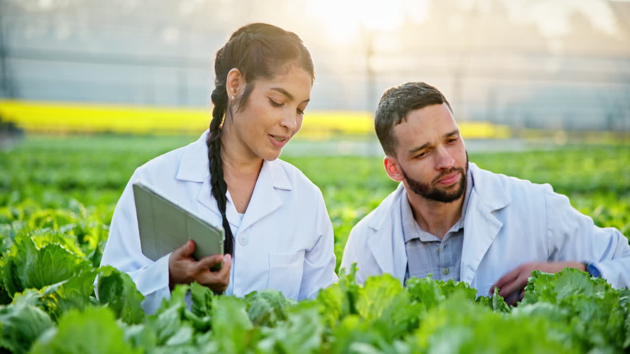 Scientists inspecting lettuce crop in greenhouse