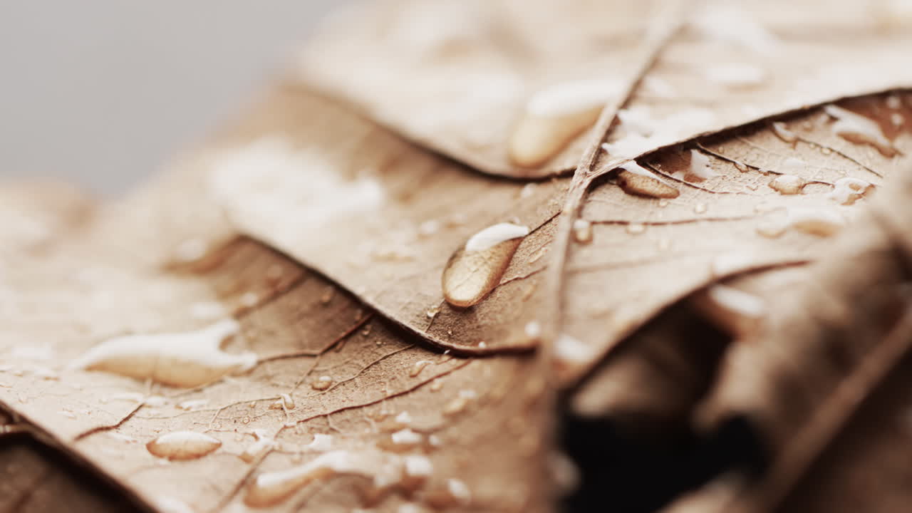 가을 잎과 물방울의 클로즈업의 마이크로 비디오와 복사 공간