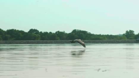 crane flying quickly aboce surface of lake, slow motion