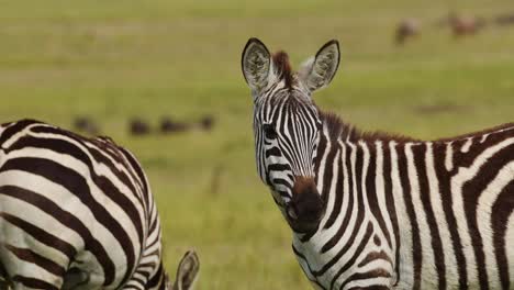 toma en cámara lenta de una hermosa toma de cebras entre la sabana sabana en praderas de hierba alta, vida silvestre africana en la reserva nacional de masai mara, kenia, áfrica animales de safari en masai mara