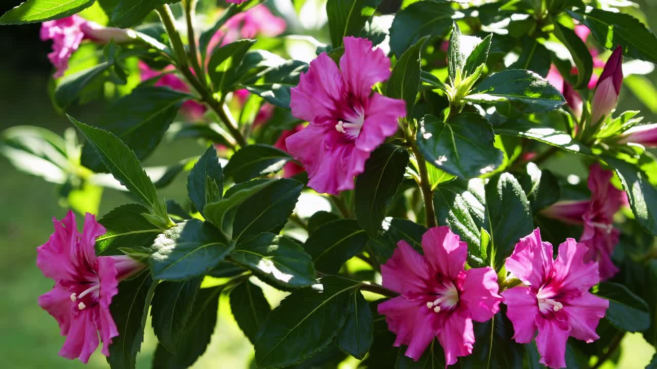 Fiori rosa vivaci che fioriscono in un giardino soleggiato