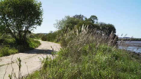 4K-Cortaderia-Selloana,-Allgemein-Bekannt-Als-Pampasgras,-Das-Im-Wind-An-Der-Seite-Einer-Schmutzigen-Straße-In-Der-Ria-De-Aveiro-In-Der-Mündung-Des-Flusses-Vouga-Zittert