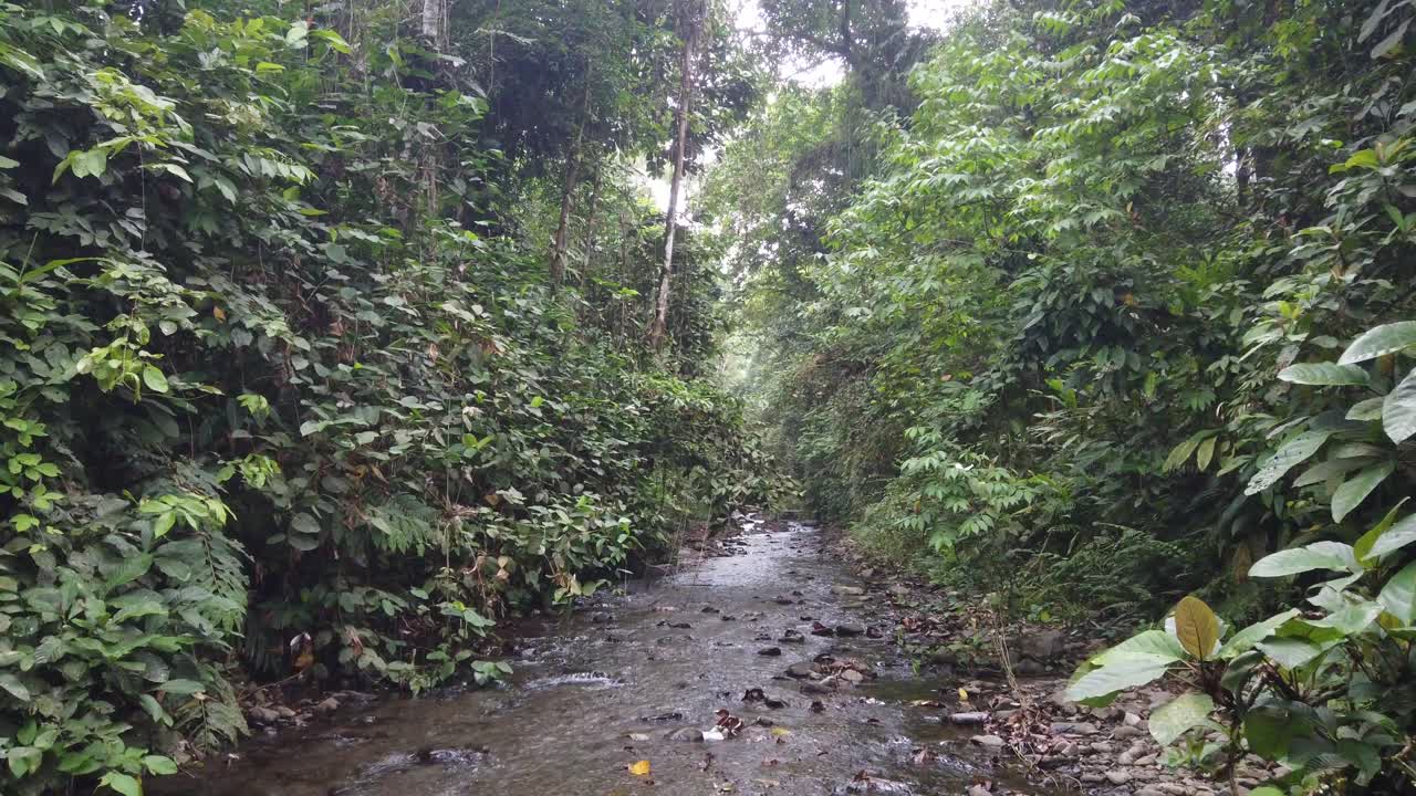 Ripresa in tilt di un piccolissimo fiume all'interno di una foresta pluviale, girato a Sumatra, Indonesia
