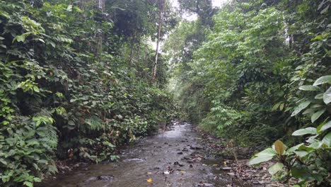 Toma-Inclinada-De-Un-Río-Muy-Pequeño-Dentro-De-Una-Selva-Tropical,-Filmada-En-Sumatra,-Indonesia