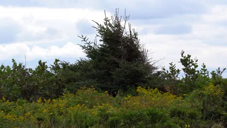 In-the-middle,-an-elegant-pine-is-strongly-the-leader-among-the-vegetation