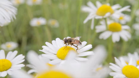 Una-Abeja-Se-Está-Alimentando-De-Una-Flor-De-Margarita-Blanca-En-Medio-De-Un-Prado-De-Margaritas-Blancas