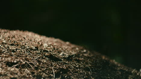 ant army rampage through the soil, close-up shot