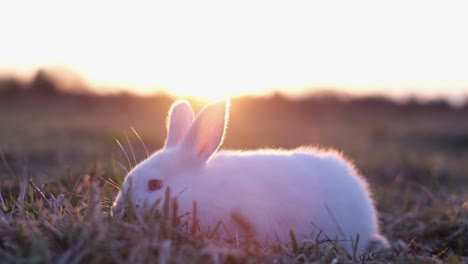 lonely white rabbit in the sunlight at sunset beautiful bunny on the grass, place for text advertising