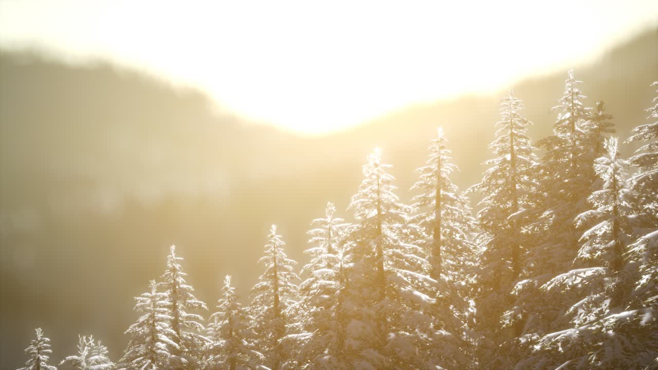 산의 숲에서 화려한 크리스마스 장면. 다채로운 겨울 해가 뜨는