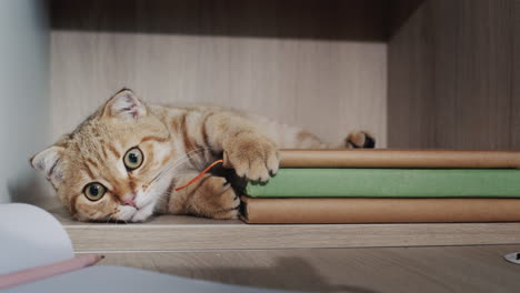 kitten resting on a shelf with books