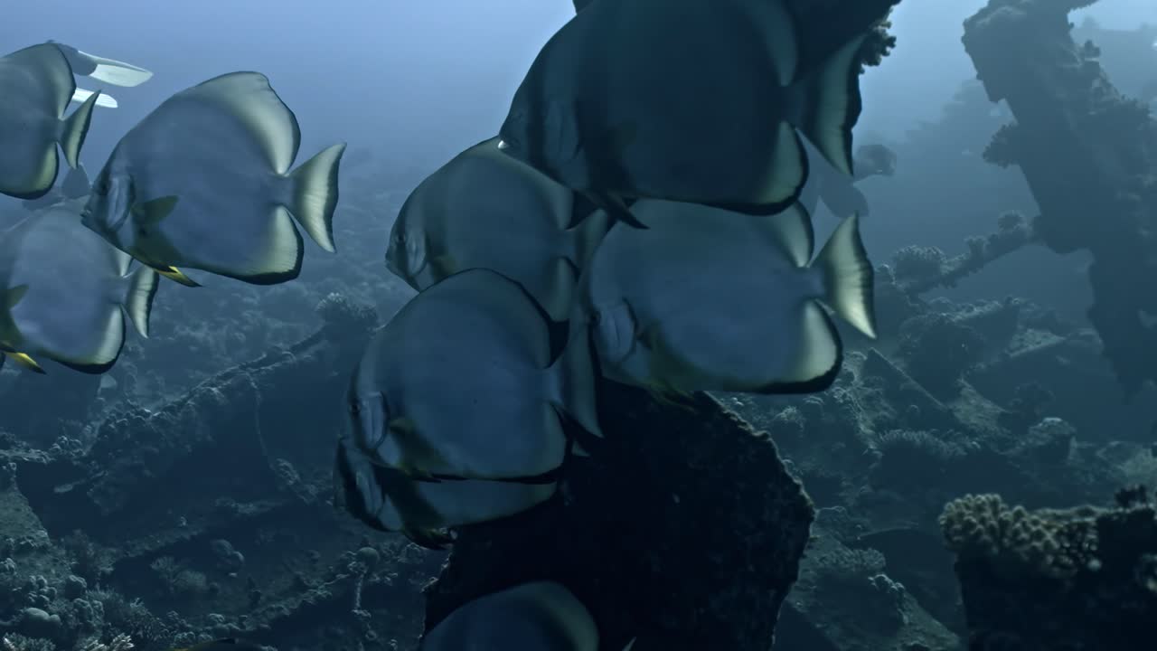 School of Longfin Spadefish (Platax teira) huddles together in the shadows of the Giannis D's tilted metal beams. These fish are a signature sight at the Abu Nuhas reef