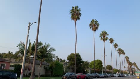 palm tree lined street in tropical area