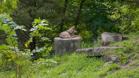 a wolf sitting on a stone rock in the middle of a wilderness conservation