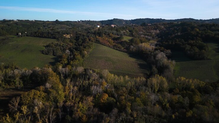 Alberi dai tenui colori autunnali giallo-arancio della Toscana, Italia, panoramica aerea con drone