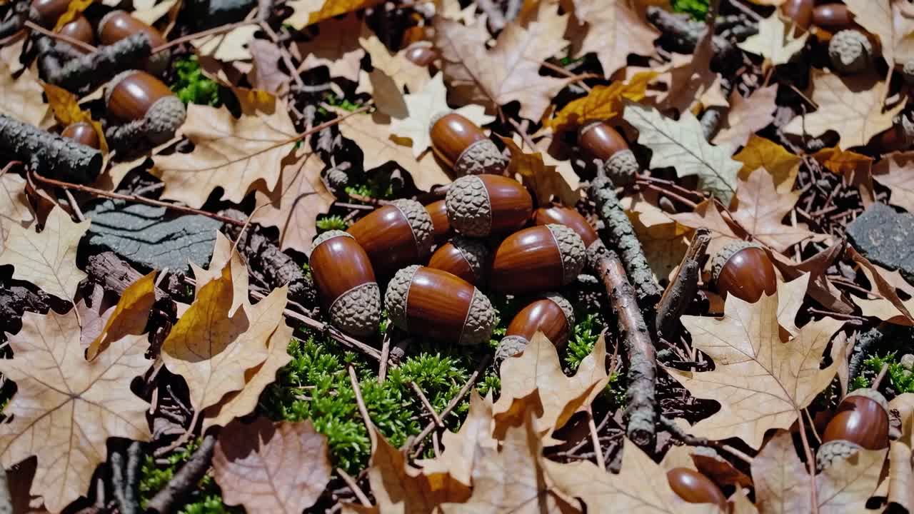 Close-up video of acorns and autumn leaves on the forest floor