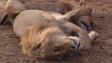 un león macho durmiendo pacíficamente boca arriba en el gran parque nacional kruger, áfrica