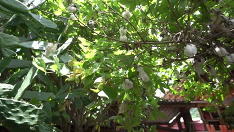 Algodón-De-Fibra-Fina-Que-Cubre-Las-Semillas-Del-árbol-Gossypium