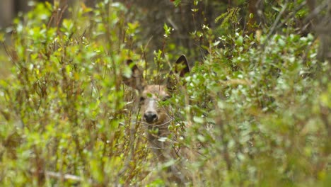 Hirsch-Schaut-Aus-Einem-Busch