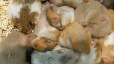 cute and fluffy hamsters