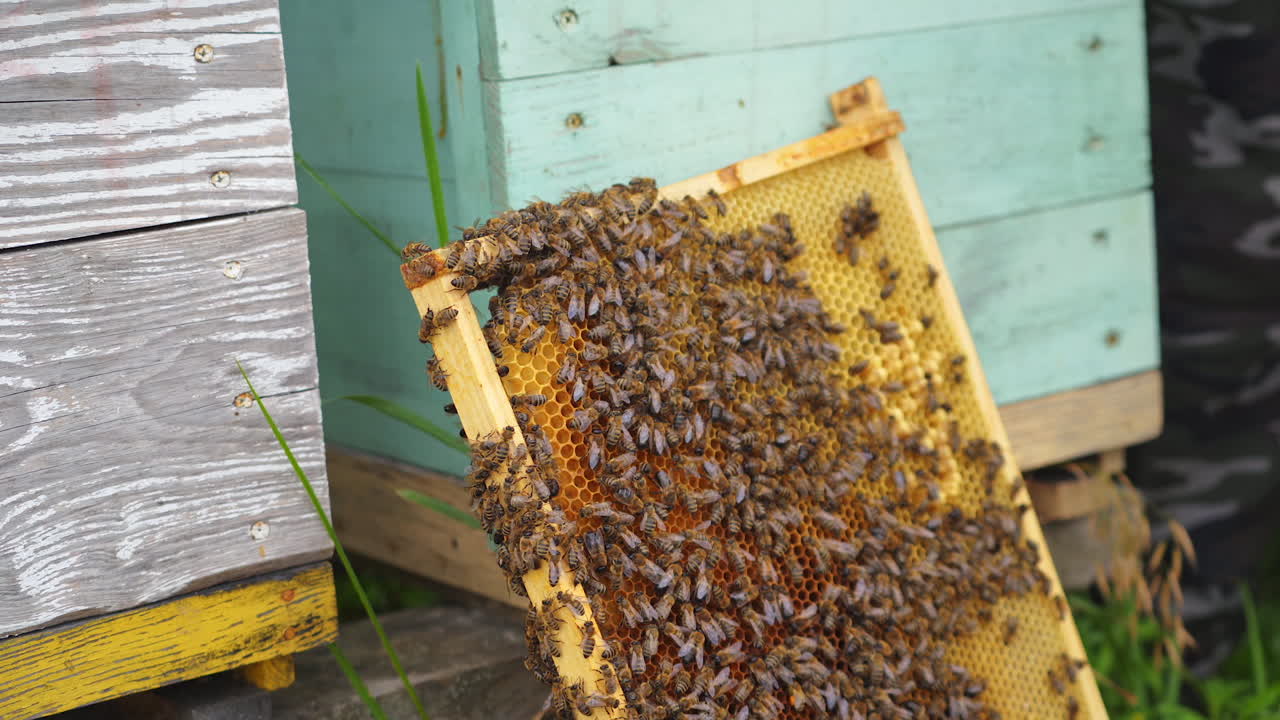 Frames of a bee hive. Beekeeper harvesting honey. Working bees on honey cells. Apiary concept.