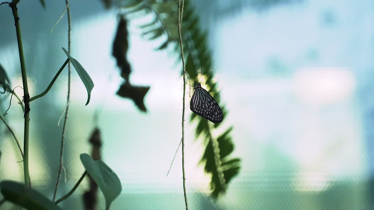 mariposa ideopsis vulgaris donde se posan sobre una ramita - selectiva