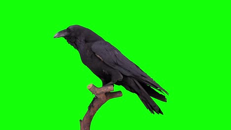 black crow on branch 4k green screen stock video