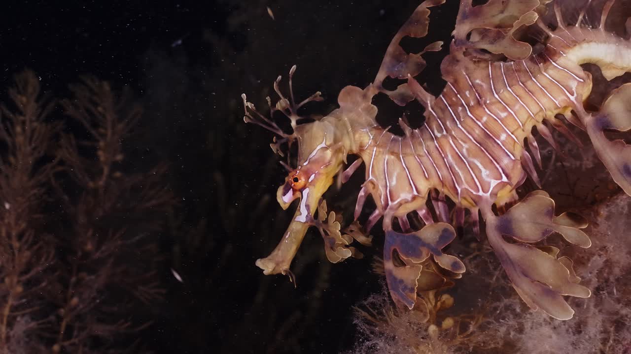 잎이 많은 바다용 phycodurus는 밤에 계란 4k 25fps 슬로우 모션으로 먹이를 줍니다.