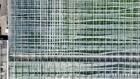 view above transparent roof of industrial greenhouse in surrey, bc, canada