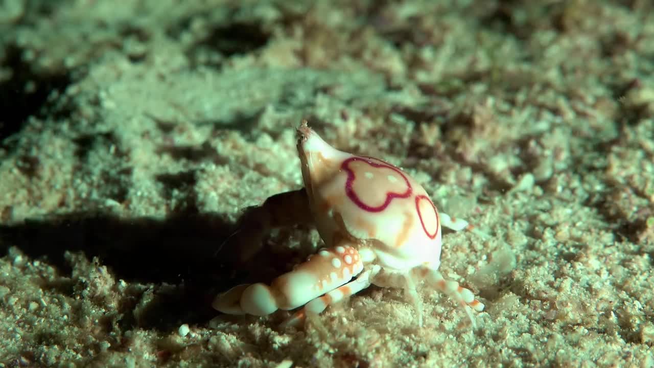 Small crab at the sandy bottom of the sea. Four Ring Purse Crab searching the reef bottom