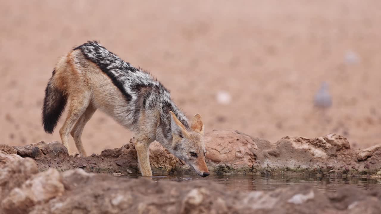 Medium shot of a black-backed jackal drinking from a waterhole, Kgalagadi Transfrontier Park