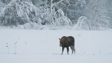 an arctic moose grazing in snow covered grass remaining alert