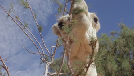 camel in the desert of algeria