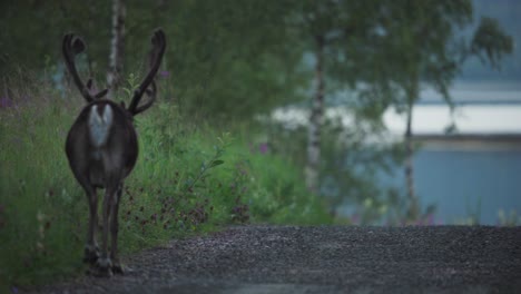 deer strolling on a rustic road, vangsvik, norway - close up
