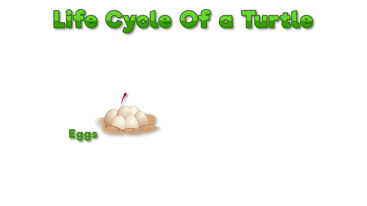 animación que representa las etapas de desarrollo de la tortuga.